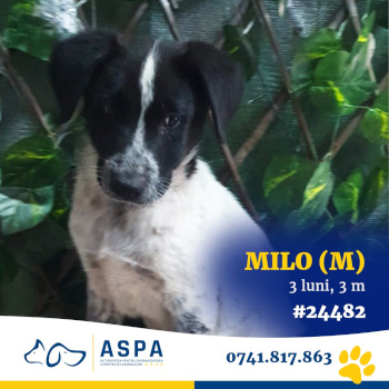 male dog