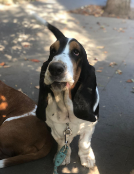 A black-and-white basset dog named Carol looking at his owner