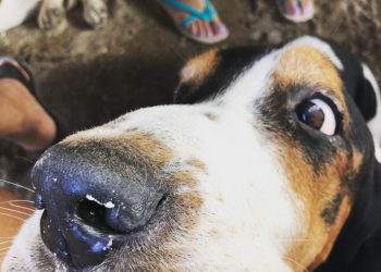 A basset dog named Carol with his nose close to the camera