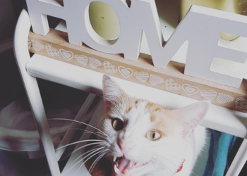 A white and ginger cat named Zen meowing under a chair