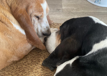 A ginger basset dog named Rania and a black-and-white basset dog named Carol sleeping on a rug with their muzzles touching
