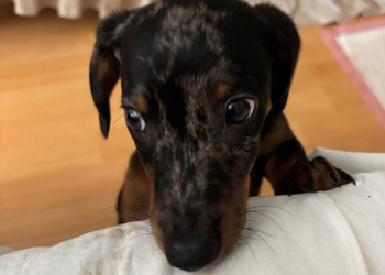 A brown puppy with his paws on the edge of a sofa looking to his right