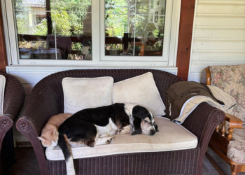 A black-and-white basset dog named Carol and a ginger cat named Zen sleeping on a brown sofa with white pillows