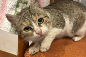 A white and gray cat looking at the camera