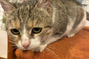 A white and gray cat looking at something in the room