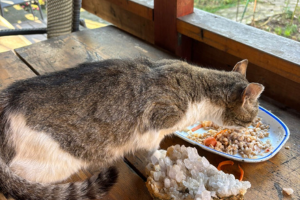 A white and gray cat eating from a white bowl on a terasse