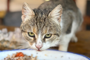 A white and gray cat eating and paying a lot of attention to something in front of her