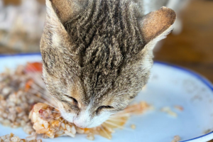 A white and gray cat eating from a white bowl on a terasse