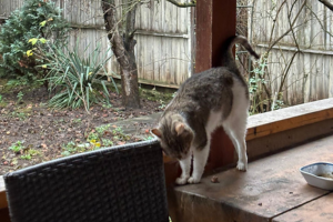 A white and gray cat playing and stretching on a terasse