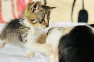 A white and gray cat touching the nose of a white and black dog named Carol