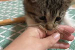 A white and gray cat nipping at a person hand