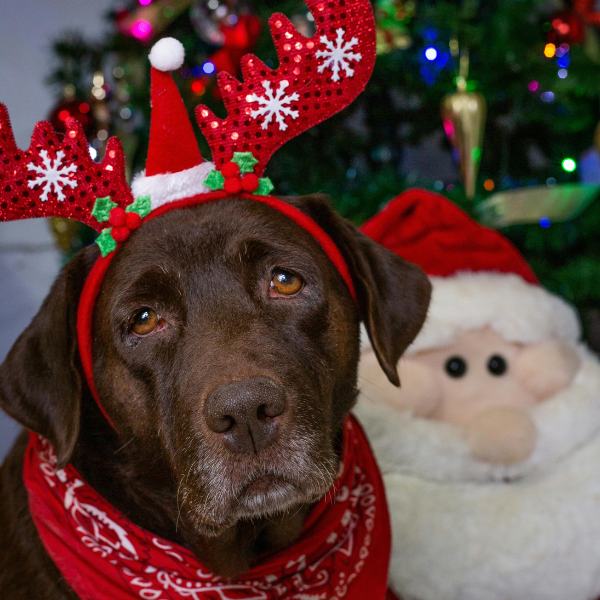 An elderly brown dog wearing a red-and-white star Christmas reindeer headband and a red scarf, looking at the camera, with a Santa doll and a Christmas tree in the background